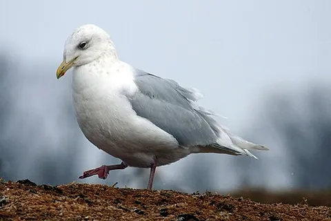 iceland gull: larus glaucoides, a medium size gull which breeds in the Arctic regions of Canada and Greenland