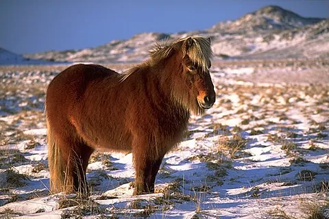 icelandic horse: a horse of a small, hardy breed developed from ponies taken to Iceland by Norse settlers in the 9th...