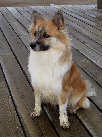 icelandic sheepdog: a spitz herding dog bred in Iceland