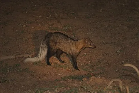 ichneumia: the white-tailed mongoose of genus Ichneumia