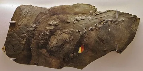 ichnite: a fossilized footprint or track of an animal