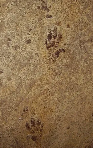 ichnofossil: a trace fossil; a fossil record that preserves some activity of an organism, but no part of the...