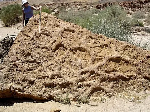 ichnology: a branch of paleontology concerned with the study of trace fossils such as footprints and burrows....