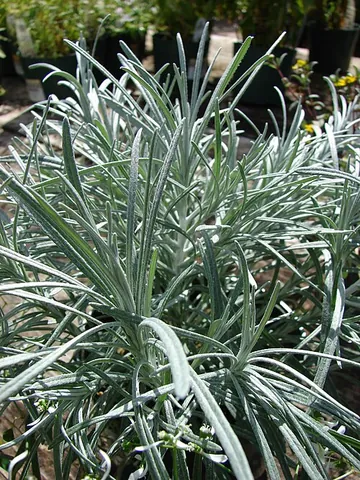 icicle plant: a plant in the daisy family, Asteraceae, with long, powdery-white leaves (Helichrysum...