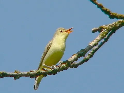 icterine warbler: hippolais icterina, an Old World warbler
