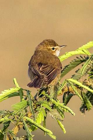 iduna: any warbler of the genus Iduna