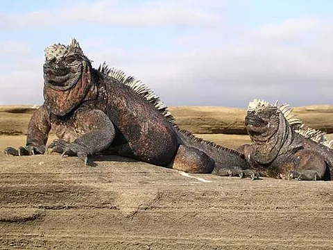 iguana: a green iguana (Iguana iguana), a large tropical American lizard often kept as a pet