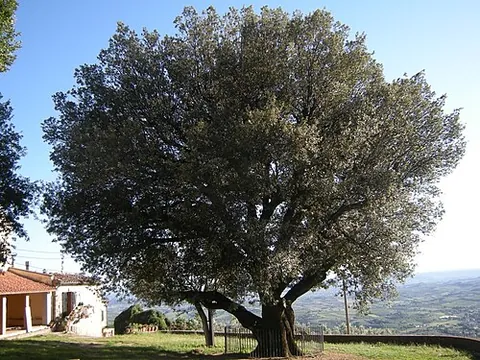 ilex: holm oak (Quercus ilex)