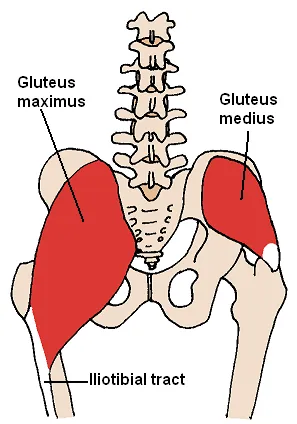 iliotibial band: a group of fibers that run along the outside of the thigh, an extension of the fascia lata