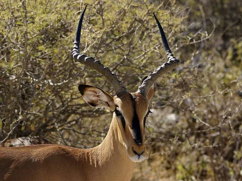 impala: an African antelope, Aepyceros melampus, noted for its leaping ability; the male has ridged, curved...