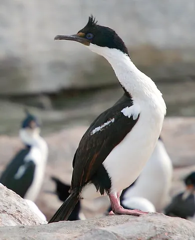imperial shag: a species of bird, Leucocarbo atriceps, found in South America