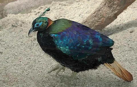 impeyan pheasant: a species of pheasant, Lophophorus impejanus
