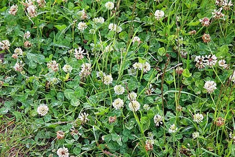 in clover: in a condition of prosperity