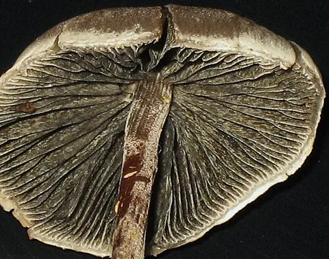 inaequihymeniiferous: of or relating to the arrangement of the hymenium of some mushroom species in the genera Coprinus,...