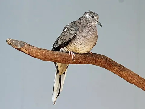 inca dove: columbina inca, a small New World dove ranging from the southwestern United States to Central...