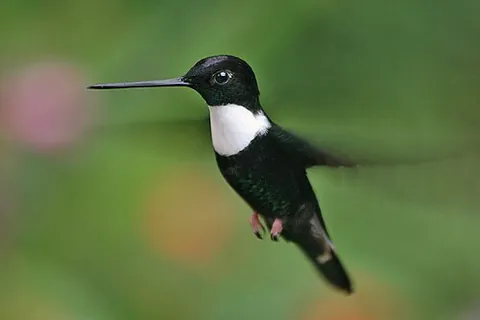inca: any of several species of hummingbirds in the genus Coeligena