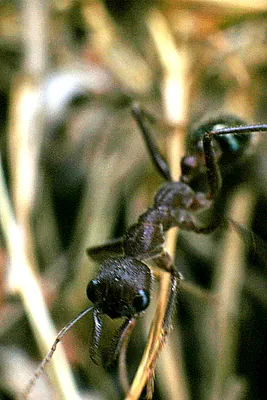 inchman: any of several species of large, aggressive ants of the genus Myrmecia, mainly endemic to Australia