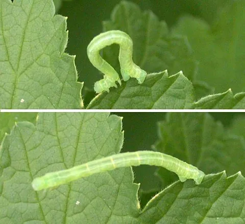 inchworm: the larva of a moth of the family Geometridae