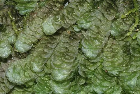 incubously: in an orientation such that distal (anterior) parts of older leaves overlap the proximal...