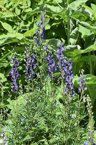 indian aconite: aconitum ferox, a species of plant from around the Himalayas known for the potentness of its poison