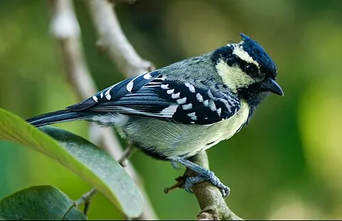 indian black-lored tit: machlolophus aplonotus, a small bird of the tit family Paridae