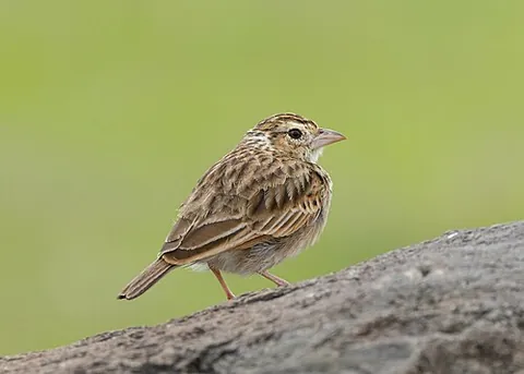 indian bushlark: any member of the species Plocealauda erythroptera, of south Asia