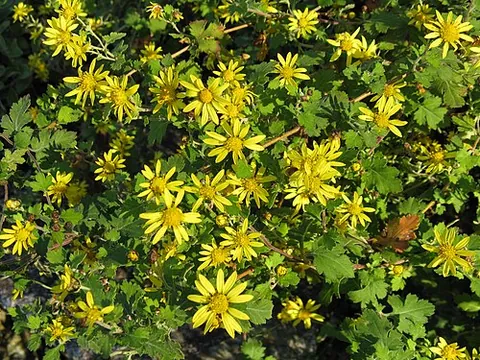 indian chrysanthemum: chrysanthemum indicum, a species of yellow-flowering chrysanthemum