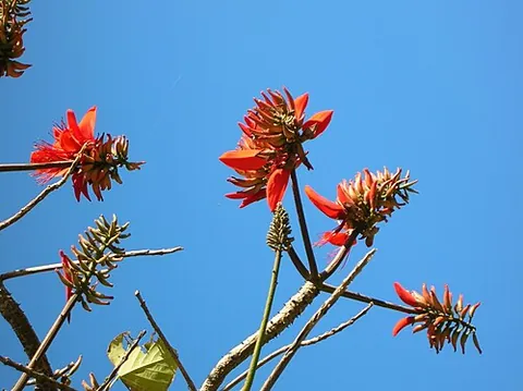 indian coral tree: a tree of species Erythrina variegata, native to the tropical and subtropical regions of eastern...
