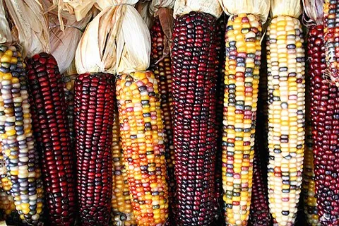 indian corn: maize