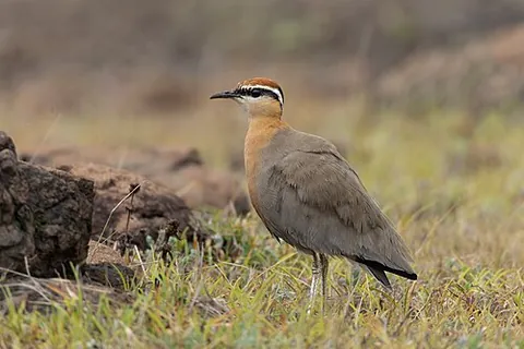 indian courser: any member of the species Cursorius coromandelicus, of south Asian arid plains