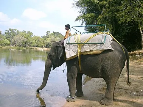 indian elephant: a subspecies of the Asian elephant, Elephas maximus indicus, distributed across India, Nepal,...