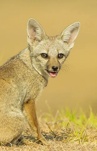 indian fox: the Bengal fox