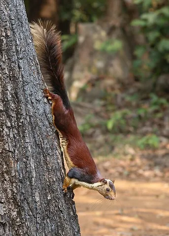 indian giant squirrel: a member of the species Ratufa indica