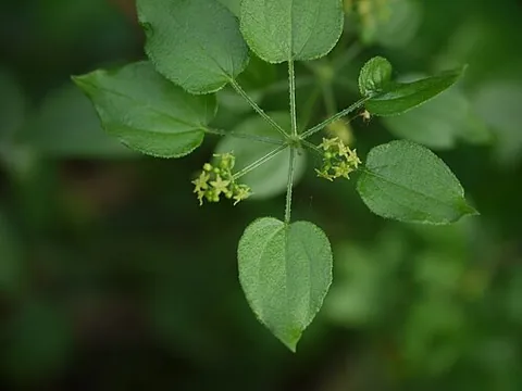 indian madder: rubia cordifolia (munjeet), now widely distributed at tropical and subtropical latitudes in eastern...