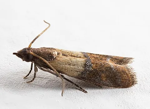 indian meal moth: plodia interpunctella, a species of moth that feeds on dried foodstuffs and feedstuffs, especially...