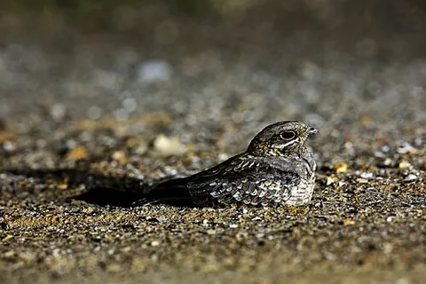 indian nightjar: caprimulgus asiaticus, a common species of nightjar perching bird found in southern and...