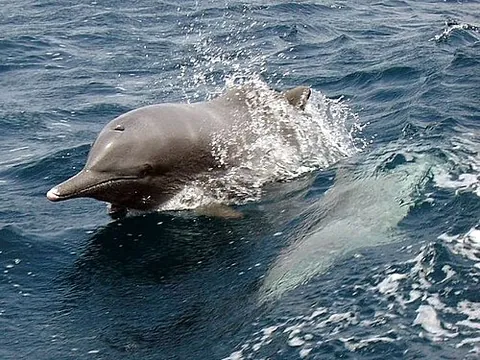 indian ocean humpback dolphin: sousa plumbea, a humpback dolphin occupying coastal areas ranging from Southern Africa to Western...
