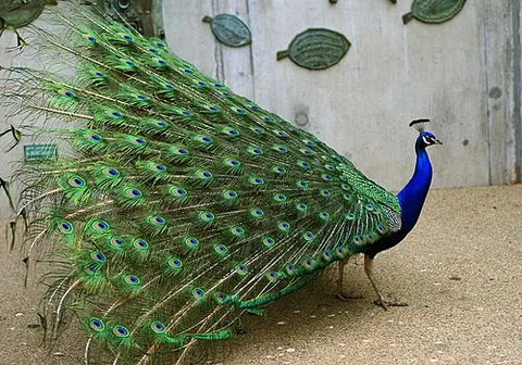 indian peafowl: pavo cristatus, a common, brightly-colored peafowl native to South Asia