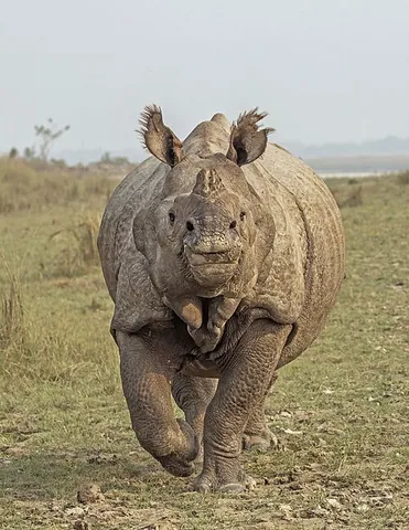 indian rhinoceros: a rhinoceros of species Rhinoceros unicornis, in the family Rhinocerotidae