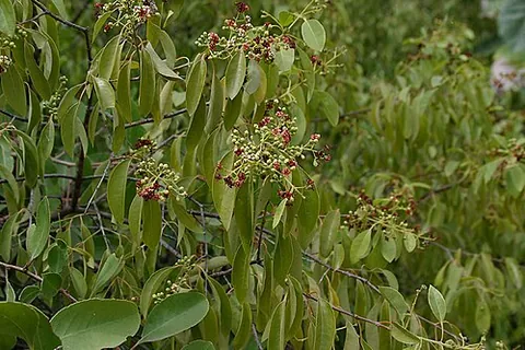 indian sandalwood: a species of sandalwood (Santalum album) the most commonly known source of sandalwood