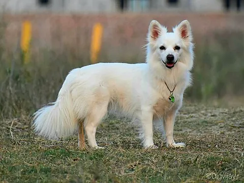indian spitz: a spitz-type dog breed belonging to the utility group