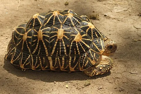 indian star tortoise: the tortoise Geochelone elegans