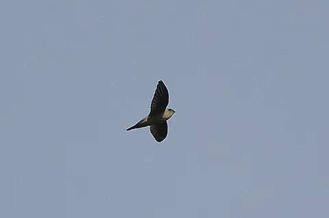indian swiftlet: aerodramus unicolor, a species of swiftlet bird