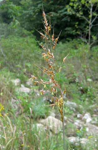 indiangrass: sorghastrum nutans, a prairie grass found in the United States and Canada
