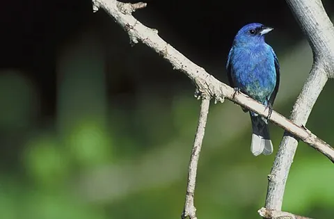 indigo bunting: a blue bunting of North America (Passerina cyanea)