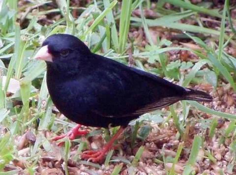 indigobird: any of various African passerine birds of the family Viduidae