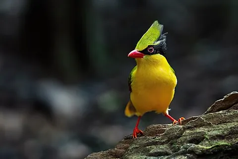 indochinese green magpie: a bird, Cissa hypoleuca
