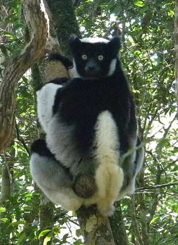 indri: one of the largest living lemurs (Indri indri), native to Madagascar