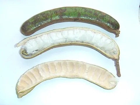 inga: any of the genus Inga of small tropical trees and shrubs
