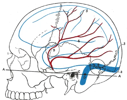 inion: a small protuberance on the external surface of the back of the skull near the neck; the external...